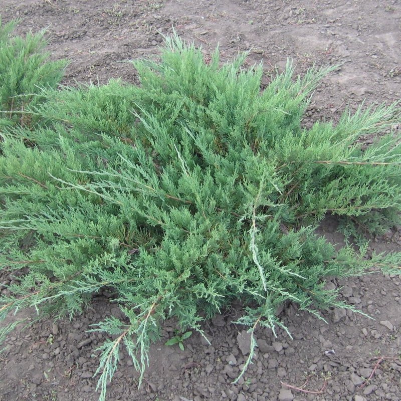 Можжевельник казацкий glauca