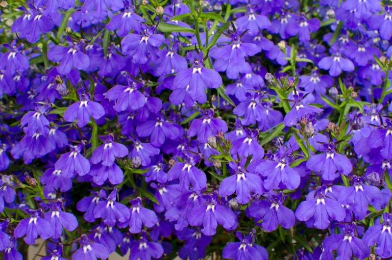 Обриета Cascade Blue