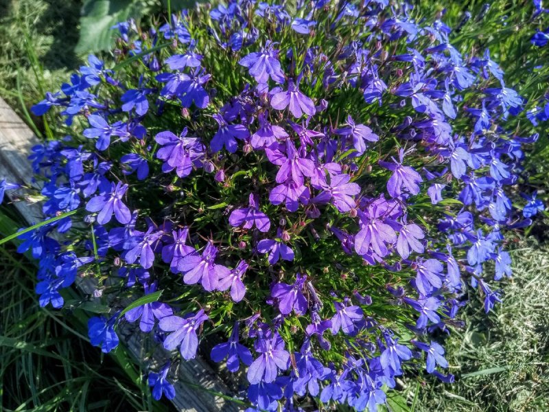 Лобелия hot Royal Blue
