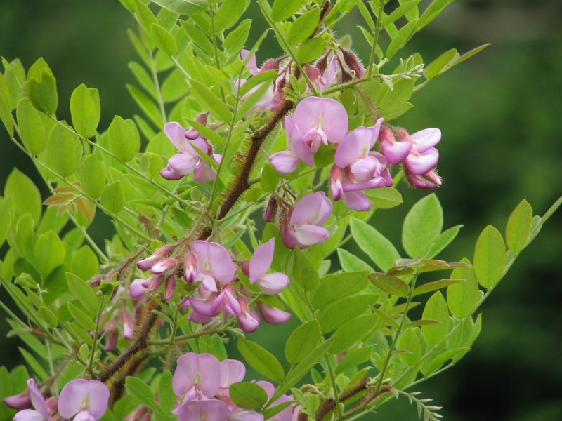Robinia neomexicana
