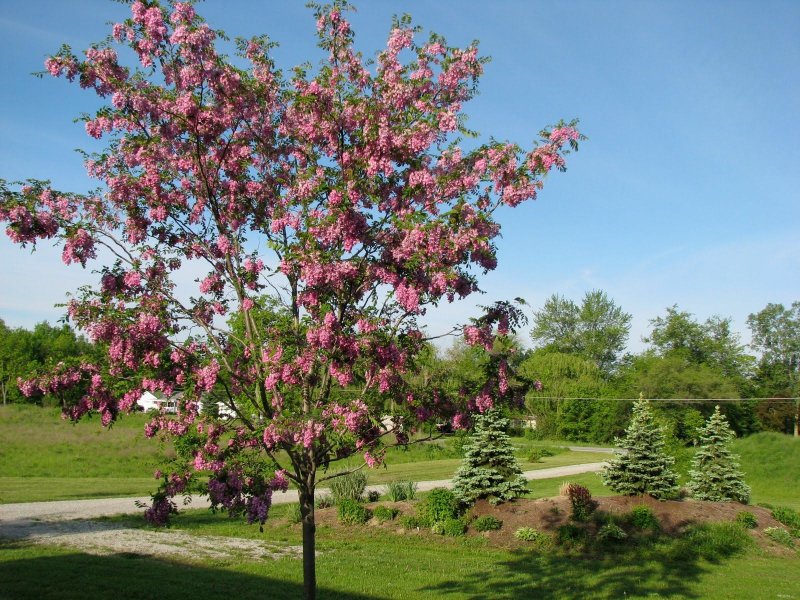 Acacia-Robinia Purple Robe-Акация-Робиния Пурпл Роуб
