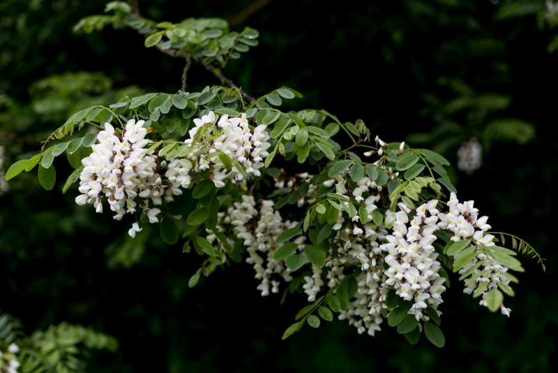 Robinia hispida