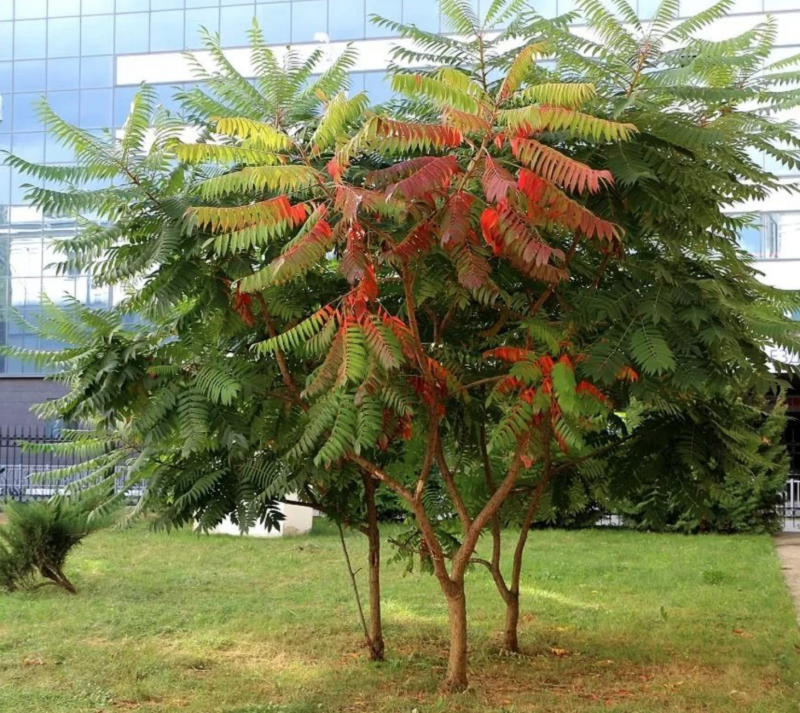 Сумах Rhus typhina