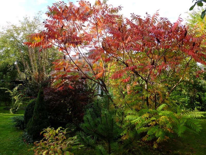Сумах оленерогий Rhus typhina