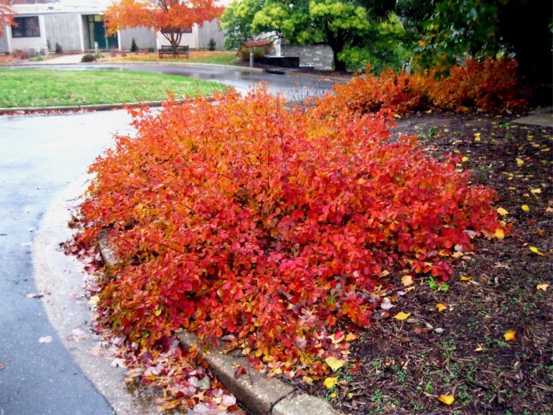 Rhus vernicifera