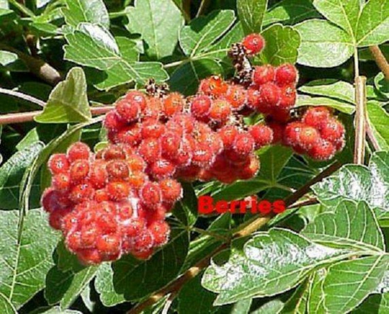 Сумах душистый Гроу-Лоу