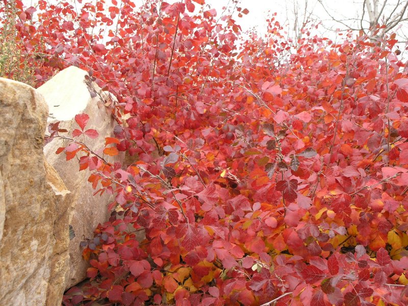 Сумах Rhus typhina