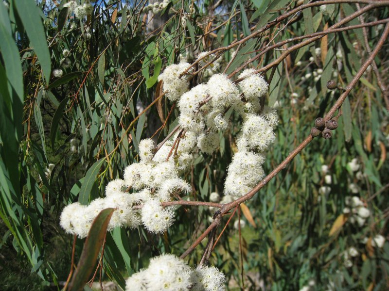 Eucalyptus Radiata цветы
