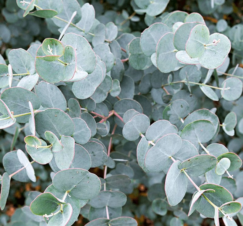 Эвкалипт Гунни Eucalyptus gunnii