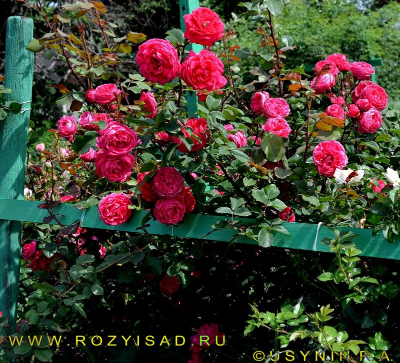 Роза Селенсе де Фронтиньян