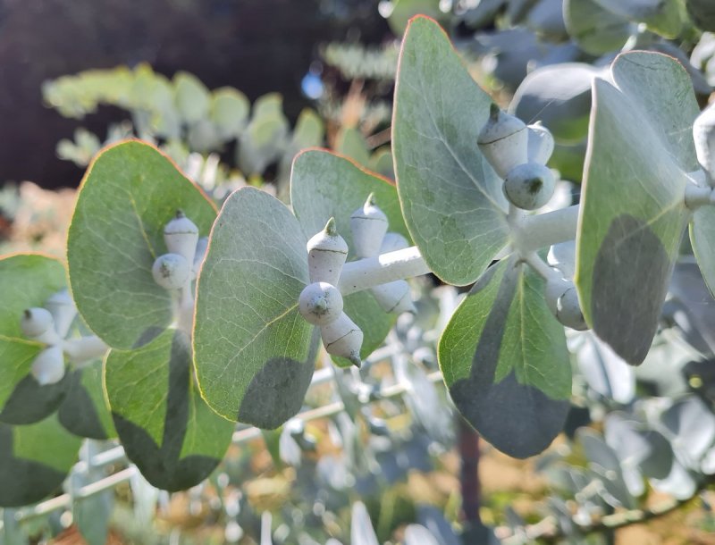 Peneoenanthe pulverulenta