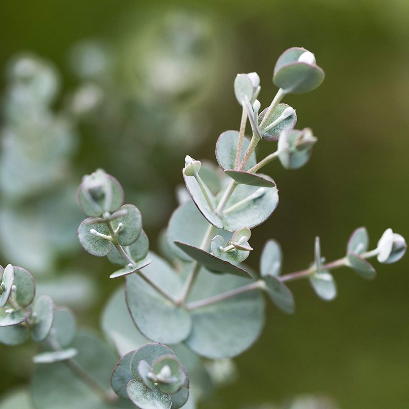 Eucalyptus Гунни