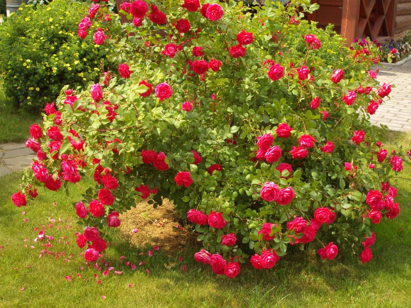 Роза Rosa 'Alexander Mackenzie