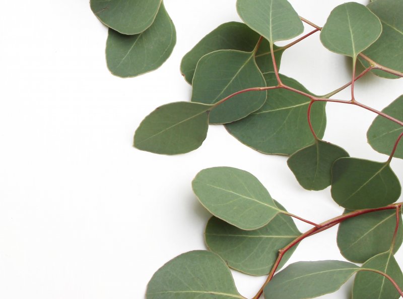 Silver Dollar Eucalyptus