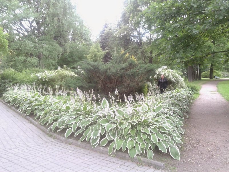 Хоста Живая изгородь
