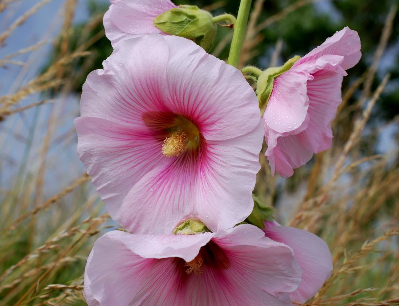 Мальва Alcea altissima
