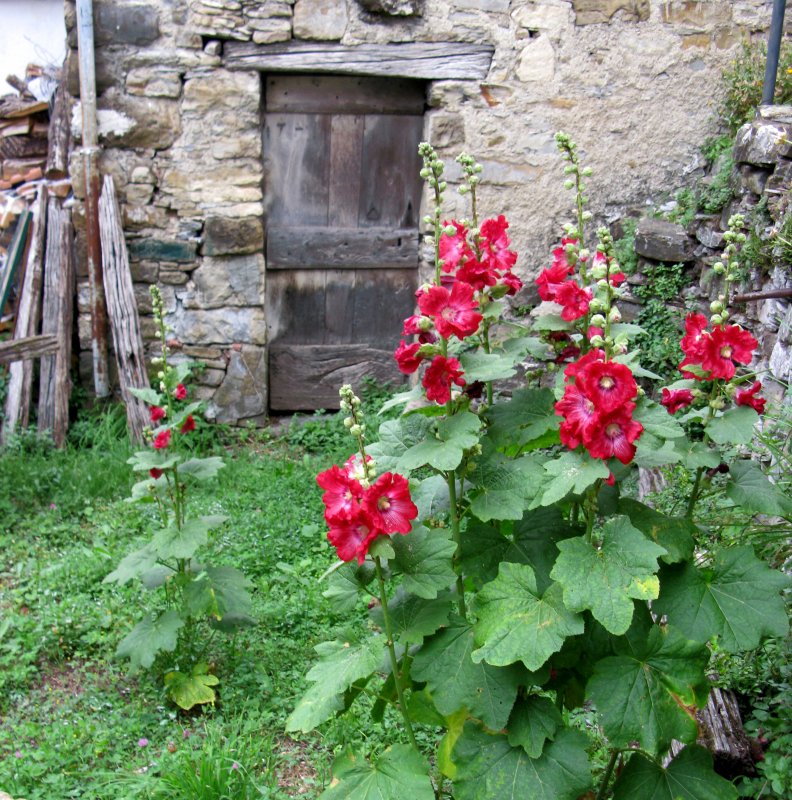 Alcea r. 'Sunshine'