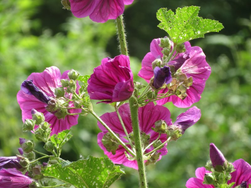 Просвирник Лесной - Malva Sylvestris