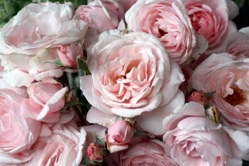 Rosa Climber Nahema