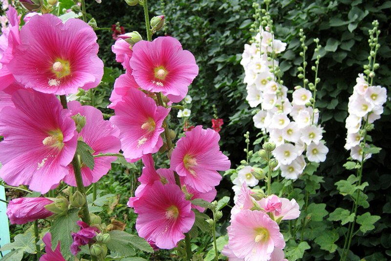 Мальва Alcea White perfection