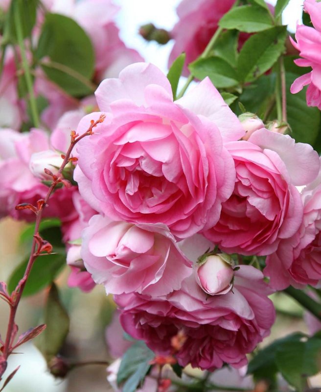 Роза Poulsen (сорт 'Pirouette®')