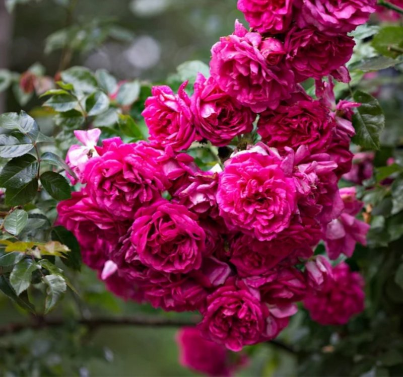 Uetersener Klosterrose роза