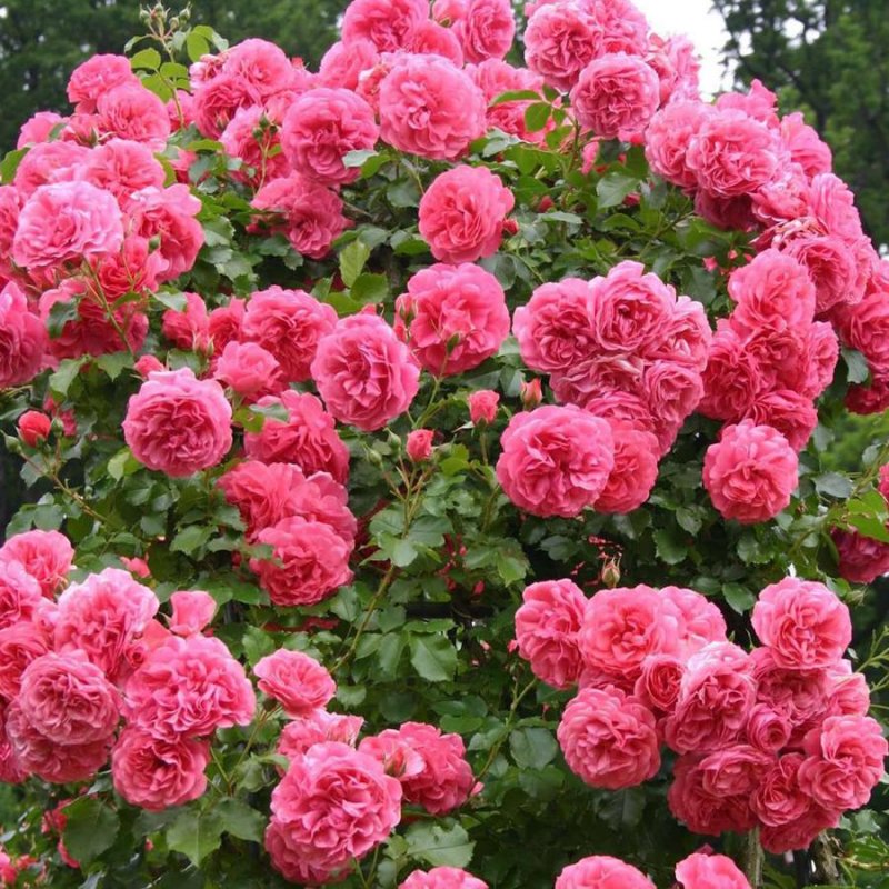 Роза Kletterrose