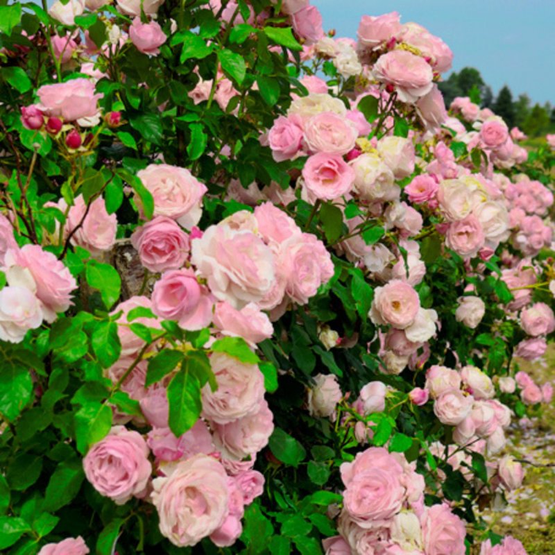 Роза "Джардина" (Rose Giardina)
