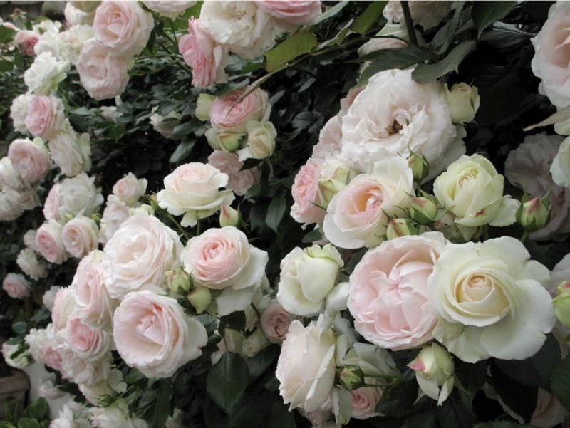 Роза Джардина Rosa Giardina