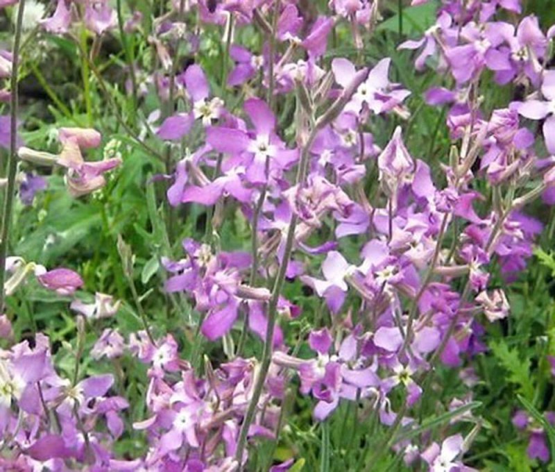 Левкой bicornis