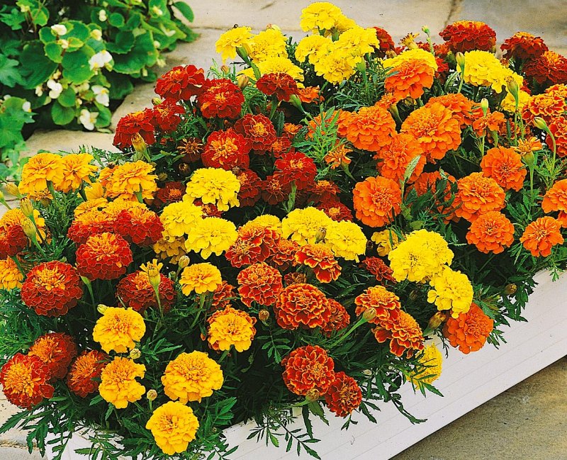 Marigold Таганрог