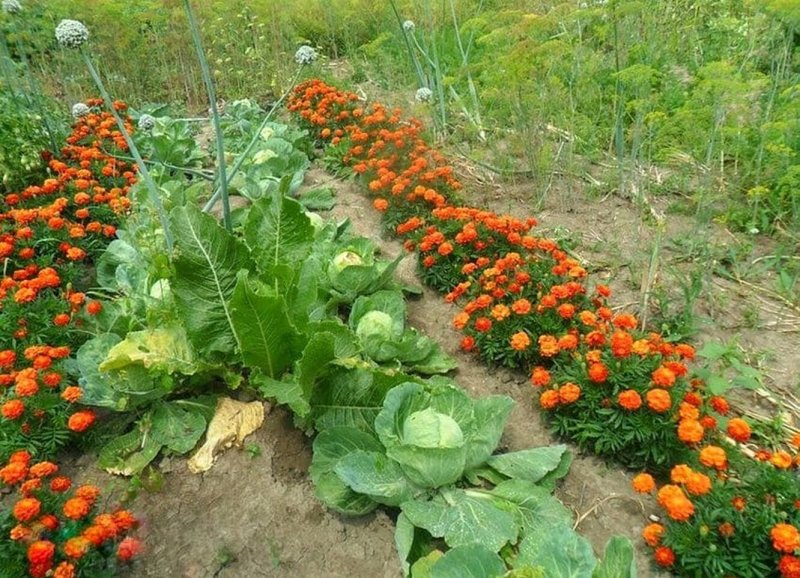 Грядка капусты с бархатцами