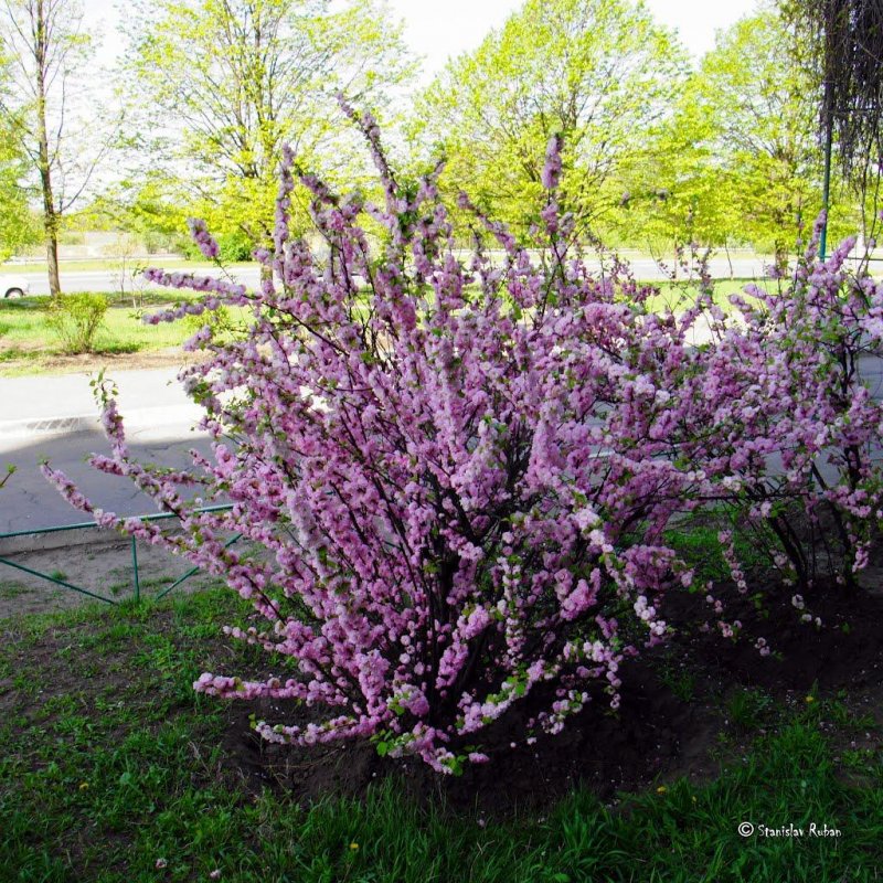 Миндаль трехлопастной Prunus triloba