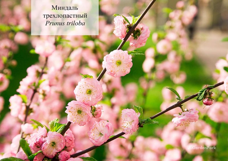 Сакура (миндаль трехлопастной)