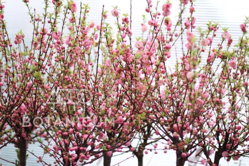 Миндаль Prunus triloba на штамбе