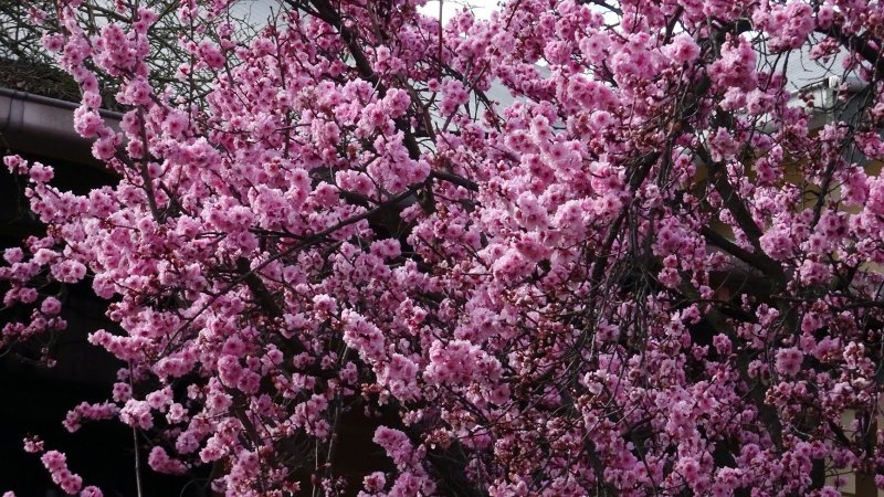 Миндаль трехлопастный луизеания_ Prunus_triloba_