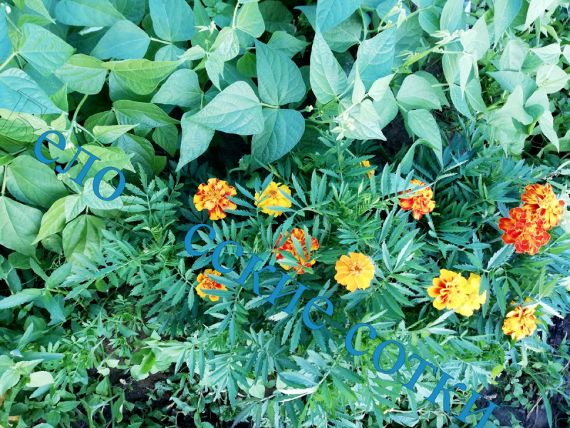 Marigold Таганрог