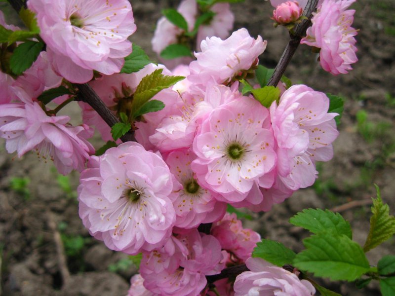 Миндаль трехлопастной Prunus triloba