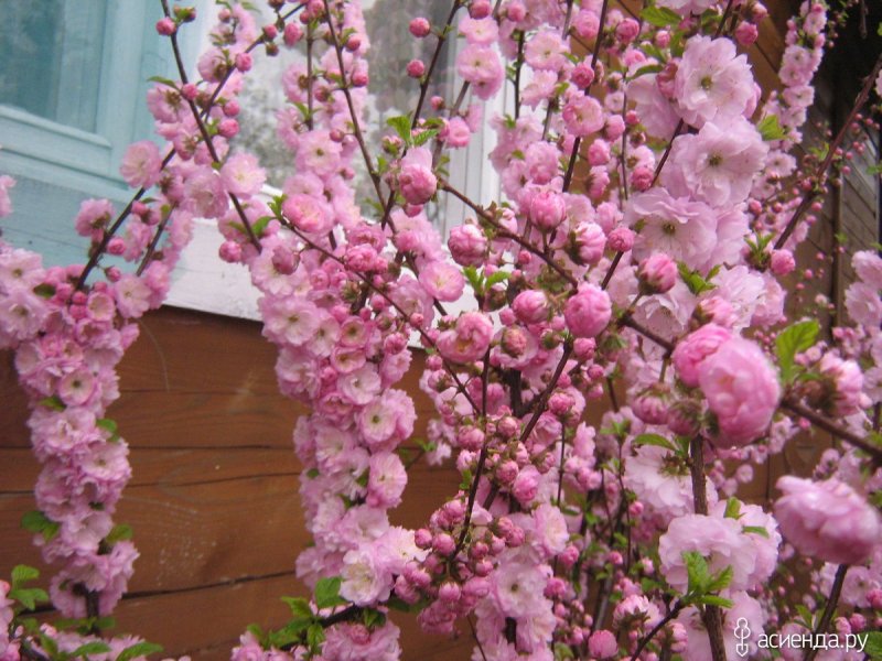Миндаль трехлопастной Rosenmund