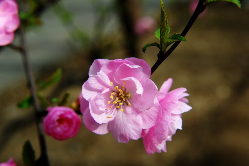 Prunus serrulata 'Taihaku'
