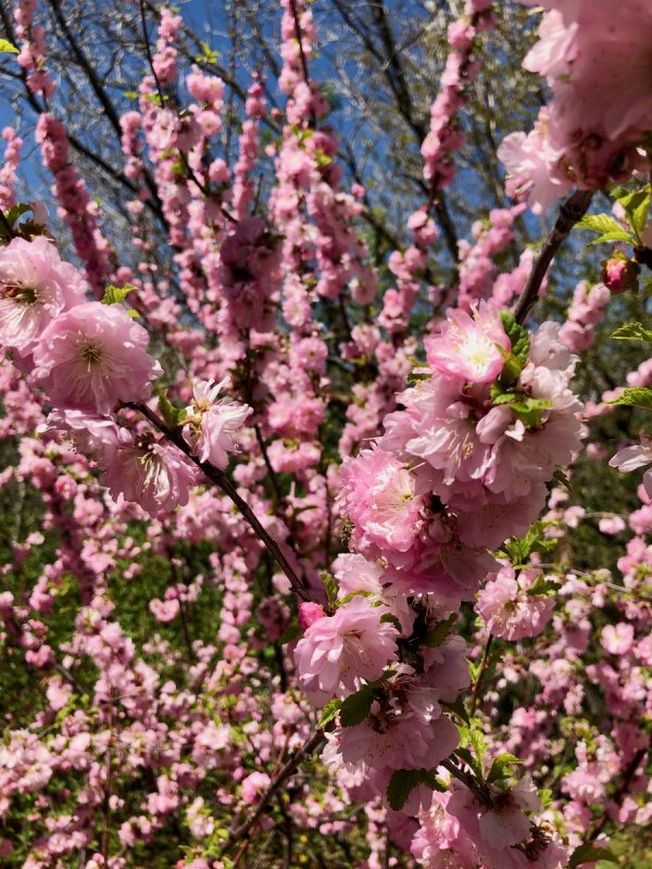 Prunus Incisa Paean