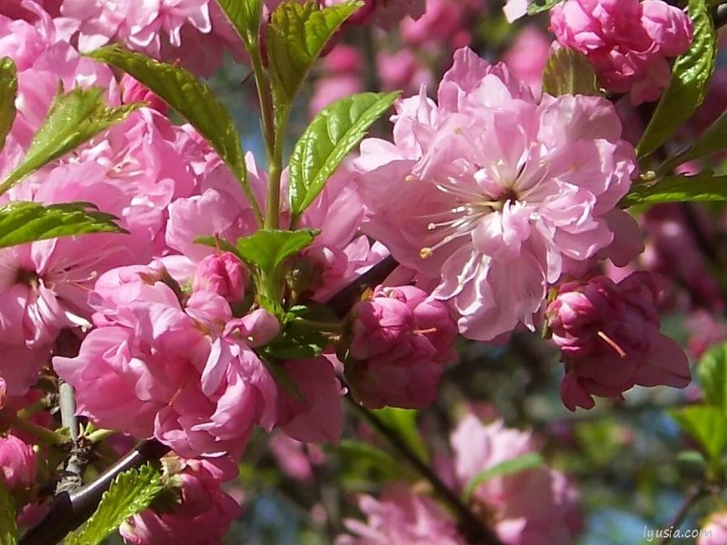 Миндаль трехлопастный луизеания_ Prunus_triloba_