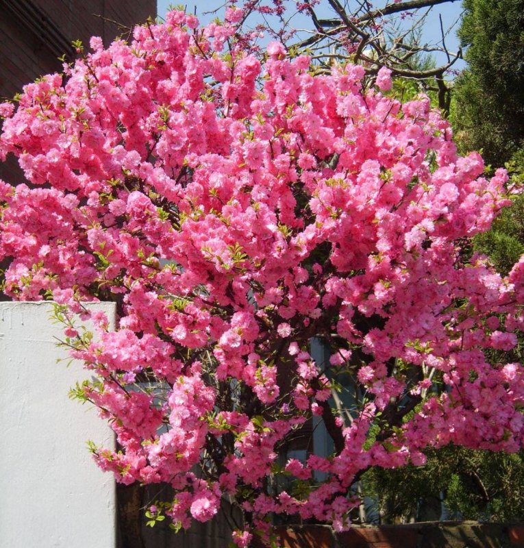 Миндаль трехлопастной Prunus triloba