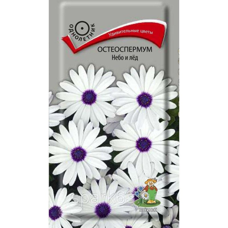 Цветы остеоспермум посадка