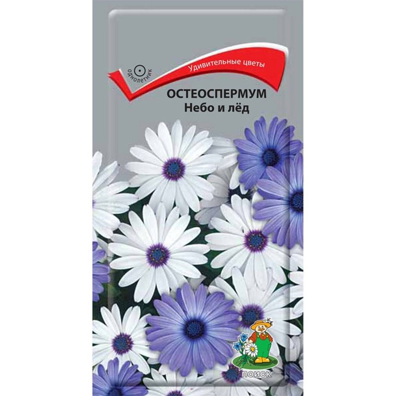 Африканская Ромашка остеоспермум