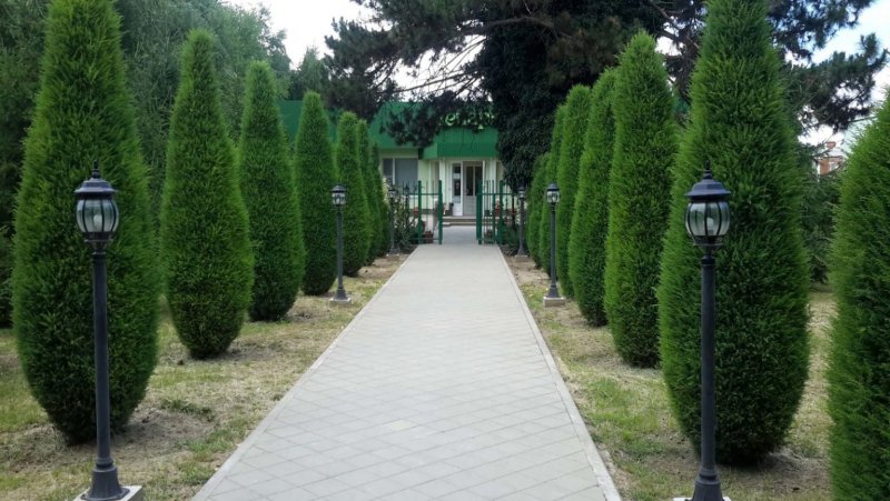 Туя Даника вдоль дорожки