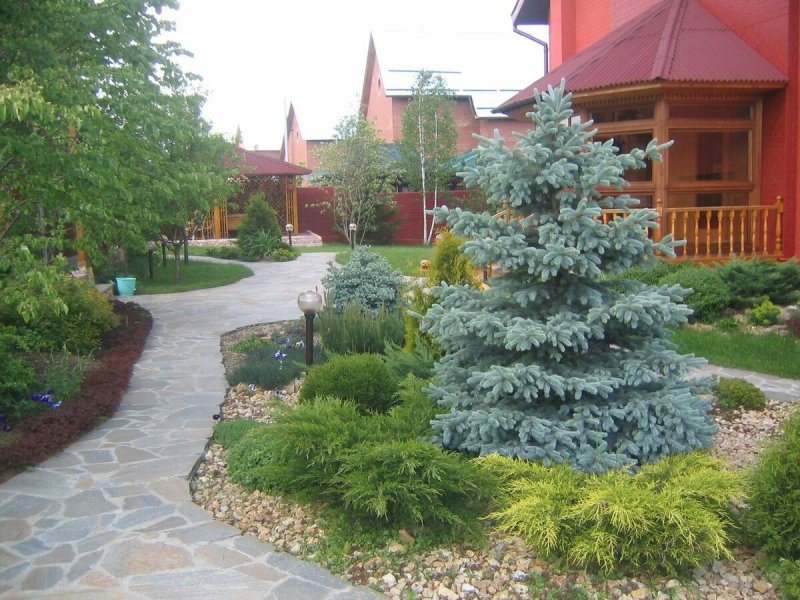 Туя Смарагд и Барбарис