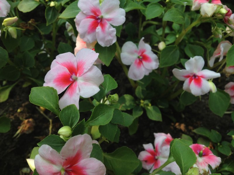 Бальзамин Impatiens Sun patiens blush Pink