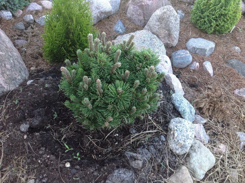 Сосна Горная Пикобелло Pinus mugo
