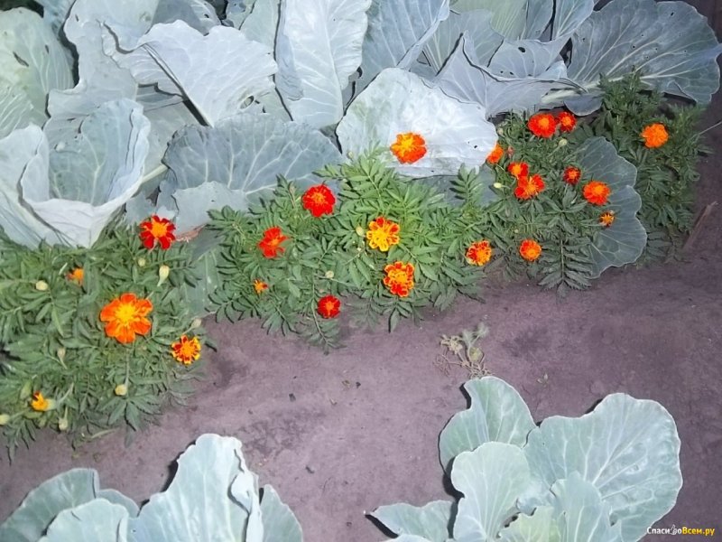 Бархатцы с капустой